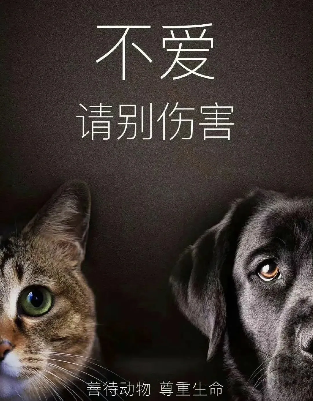 今日吃瓜：杰克辣条虐猫引众怒！网友卖房给他下通缉令_黑料正能量